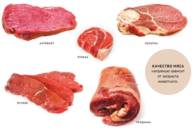названия частей говядины